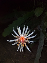 Epiphyllum phyllanthus