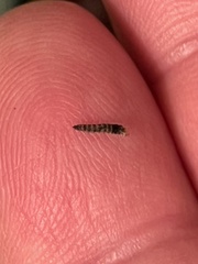 Lineodes integra