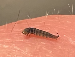 Lineodes integra