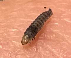 Lineodes integra