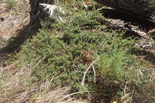 Ceanothus gloriosus var. exaltatus