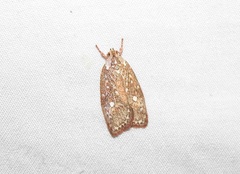 Euchaetis metallota