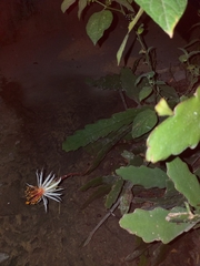 Epiphyllum phyllanthus