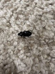 Aztecarpalus schaefferi