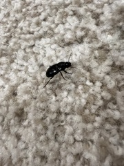 Aztecarpalus schaefferi