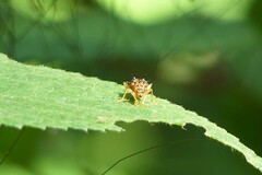 Hoplapoderus