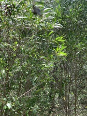 Acacia spirorbis