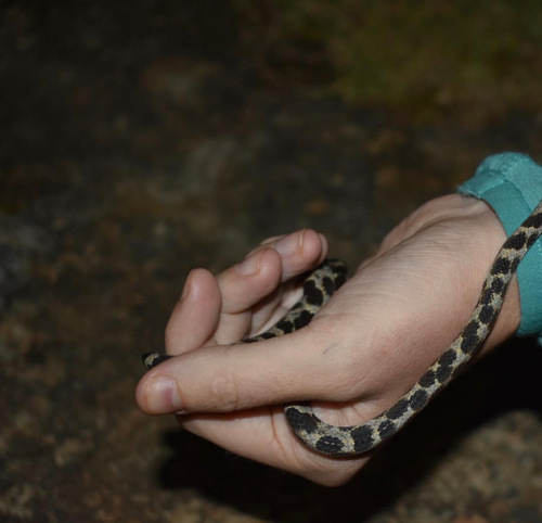 Ghost Dwarf Boa