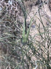 Funastrum hirtellum