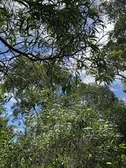 Acacia spirorbis