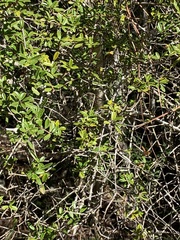 Ilex myrtifolia