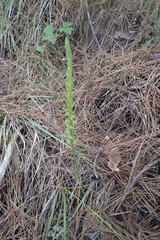 Platanthera elongata