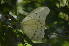 Morpho polyphemus polyphemus