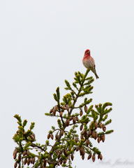 Haemorhous purpureus purpureus