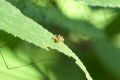 Hoplapoderus