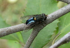 Helophilus hochstetteri