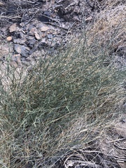 Funastrum hirtellum