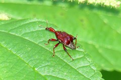 Paratrachelophorus