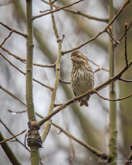 Haemorhous purpureus purpureus