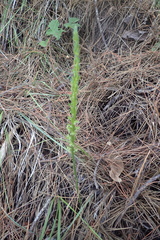 Platanthera elongata