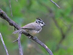 Baeolophus wollweberi