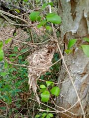 Gerygone flavolateralis flavolateralis