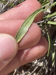 Petradoria pumila