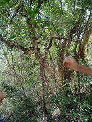 Lepidocupania arcuata