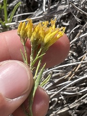 Petradoria pumila