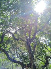 Lepidocupania arcuata