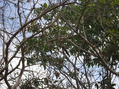 Sciurus stramineus