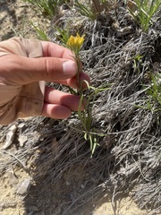 Petradoria pumila