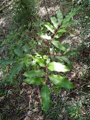 Lepidocupania arcuata