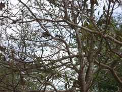 Sciurus stramineus