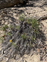 Petradoria pumila
