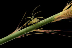 Oxyopes