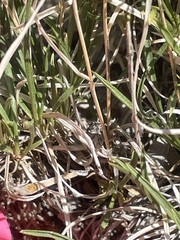 Petradoria pumila