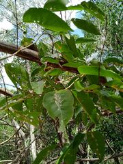 Capparis quiniflora