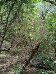 Capparis quiniflora