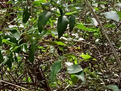 Capparis quiniflora