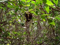 Hypolimnas bolina nerina