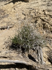 Petradoria pumila