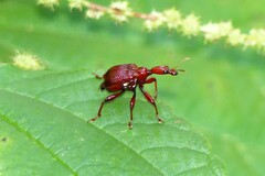 Paratrachelophorus