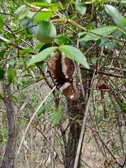 Hypolimnas bolina nerina