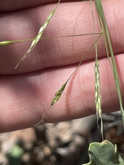 Piptatheropsis micrantha