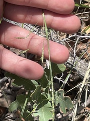 Piptatheropsis micrantha