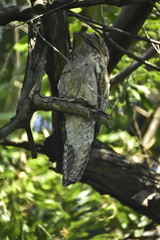 Nyctibius jamaicensis