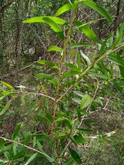 Acacia spirorbis