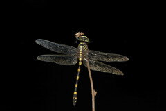 Ictinogomphus decoratus