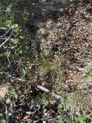 Piptatheropsis micrantha